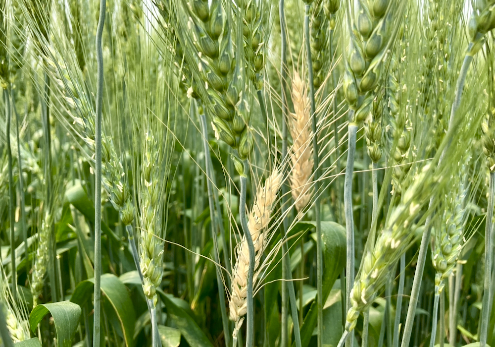 Fusarium-infected wheat heads in a wheat field near Stockholm, Sask.