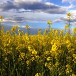 canola field under cloudy skies
