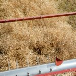 A combine harvesting a canola crop
