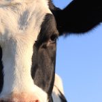 Portrait of Holstein cow