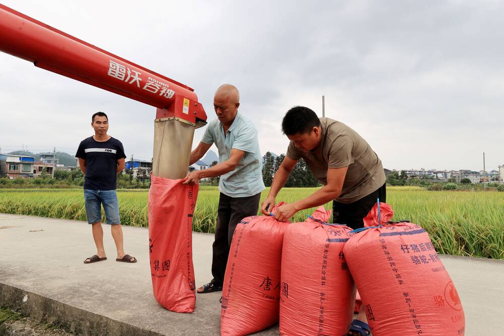 Farmers harvest late rice in Dale village of Liuzhou city in Guangxi Zhuang Autonomous region, China, on October 22, 2024. (Photo by Costfoto/NurPhoto)