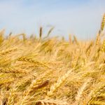 Close up of wheat ready for harvest.