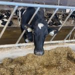 The Agricultural Methane Reduction Challenge is looking for innovative ways to reduce methane emissions from dairy and beef cattle. Photo: John Greig