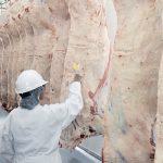 An inspector looking at sides of beef, which are hanging in a cooler.