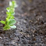 A close-up of a row of pea seedlings in a garden