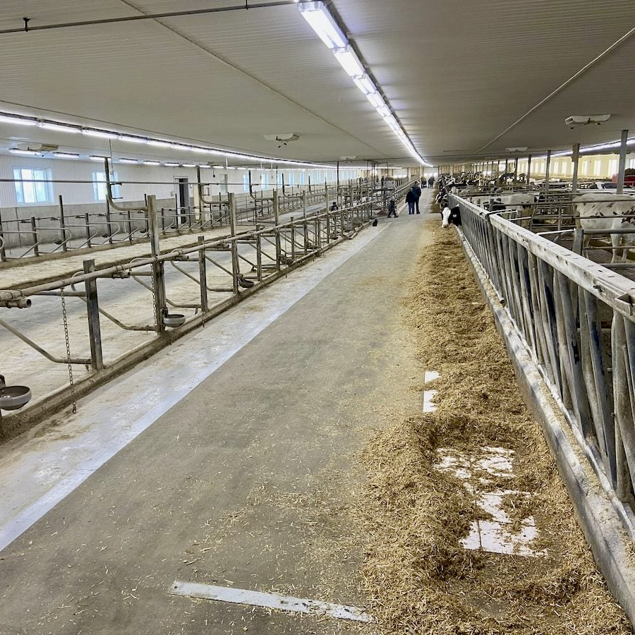 dairy cow barn