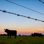 cattle and a barbed wire fence at sunset