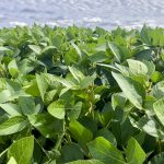 A soybean crop in Manitoba's Interlake in 2022.