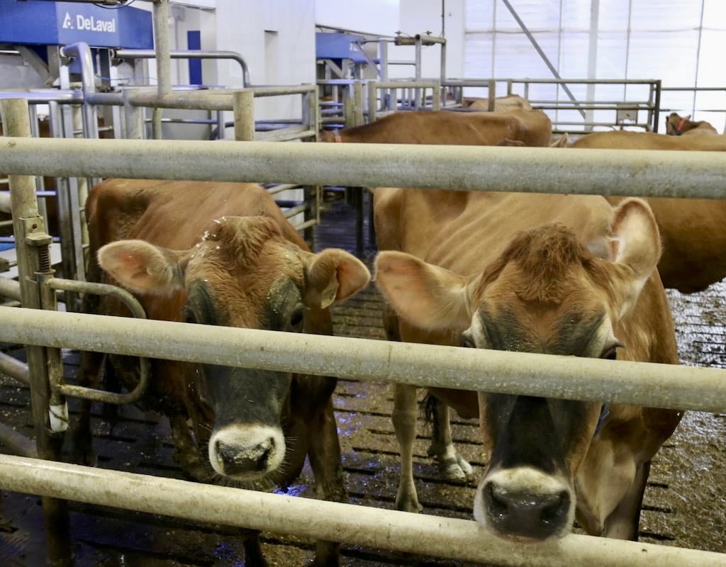 Jersey cows in a dairy barn