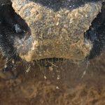 Close up on a black cow's mouth as she eats.