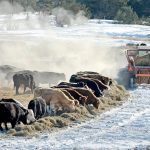 Cattle eating hay in the snow.