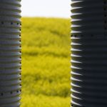 Canadian canola field between two grain bins.