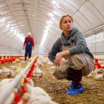 A woman working inside a broiler chicken farm with numerous chicks on the ground, and automated waterers and feeders installed on the floor.