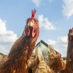 High-resolution image of curious free-range chickens looking directly into the camera, shot in wide-angle on green grass under a blue sky