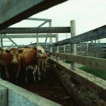 Cattle walk through a fenced channel at a feedlot