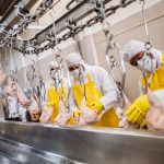 factory workers processing chickens in a food plant