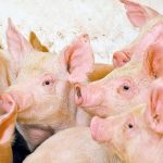 A group of young pigs.