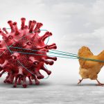 Illustration of a chicken pulling a bird flu virus.