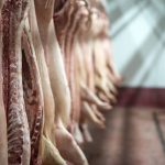 Food processing plant interior with fresh pig carcasses hanging in the cold storage.