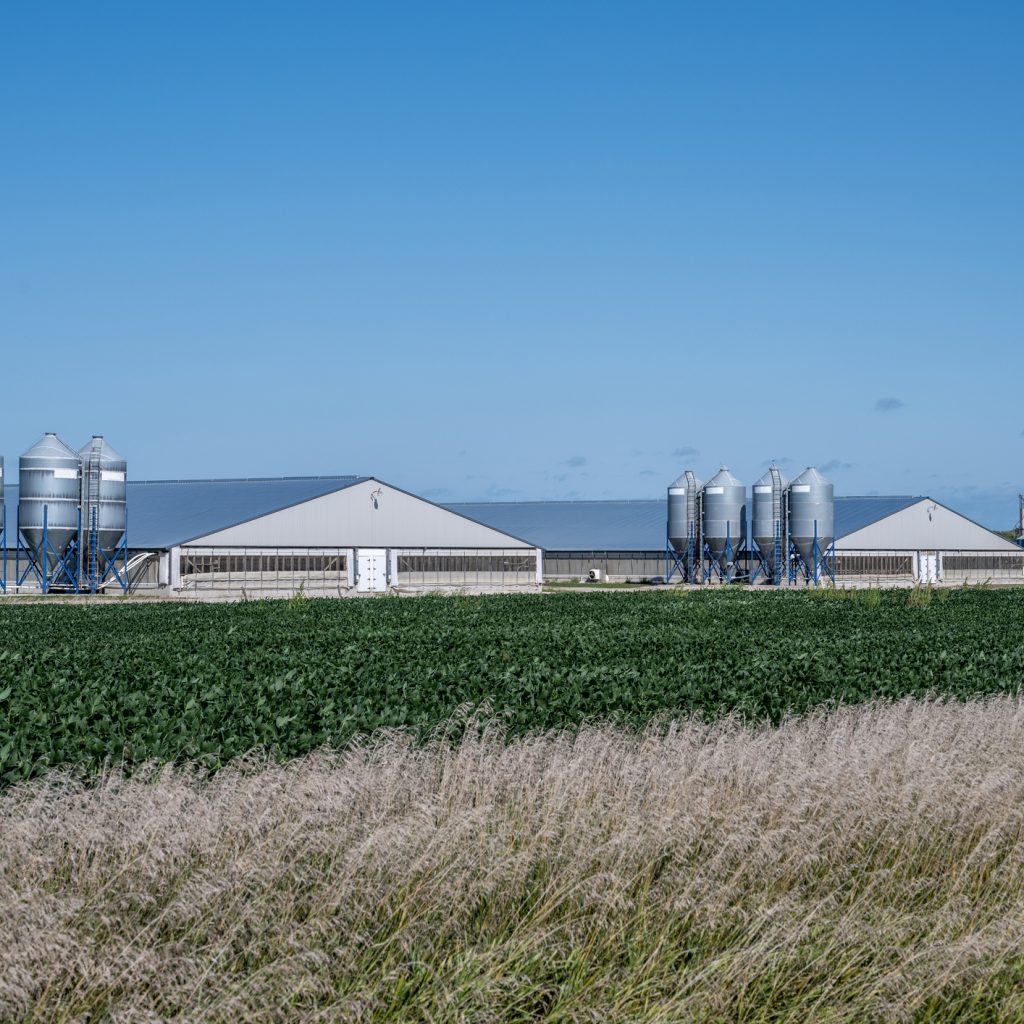 Two modern hog barns on a summer day in Northwest Iowa, USA.