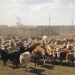 A group of cattle in an Alberta feedlot in the summer.