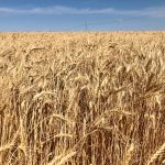 A wheat crop in southern Saskatchewan.