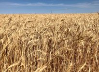 A wheat crop in southern Saskatchewan.