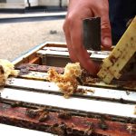Close-up of a hand scraping wax off beehive.
