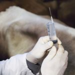 Close up of a syringe veterinarin is holding to vaccinate a cow in a barn.