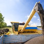 Canola seed pours from a combine into a grain cart.