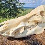 wild hog skull and fur