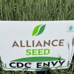 A plot of Alliance Seed's CDC Envy CWRS wheat on display at Ag in Motion in July 2024.