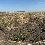 This field southeast of Delisle, Sask., could use some moisture soon to help out the recently-emerged red lentil crop.
