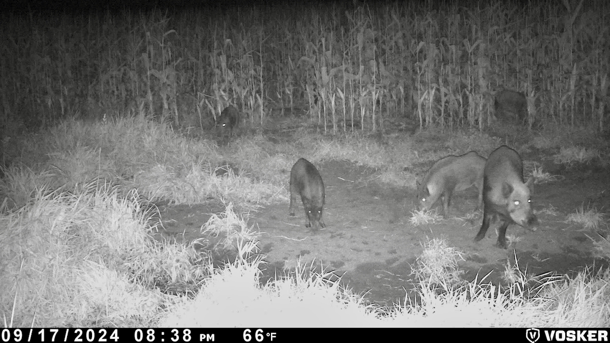wild pigs photographed on a trail camera at night-time