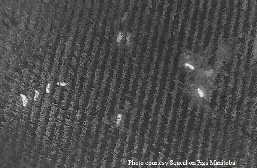 aerial view of wild pigs from a drone-mounted thermal camera
