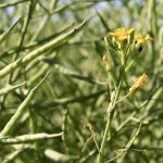 flea beetles on a canola plant