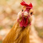 tan coloured chicken