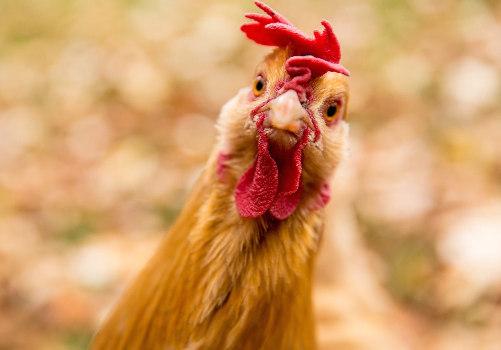 tan coloured chicken