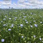flax flowers blooming in Manitoba's Interlake area