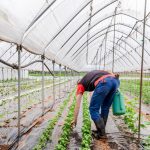 Man working in a greenhouse with herbs.