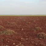 A view shows a dry farmland where crops have been uprooted, in Aleppo countryside, Syria, May 8, 2025.