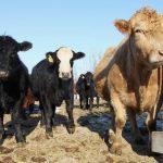 Close shot of cattle in a feedlot.