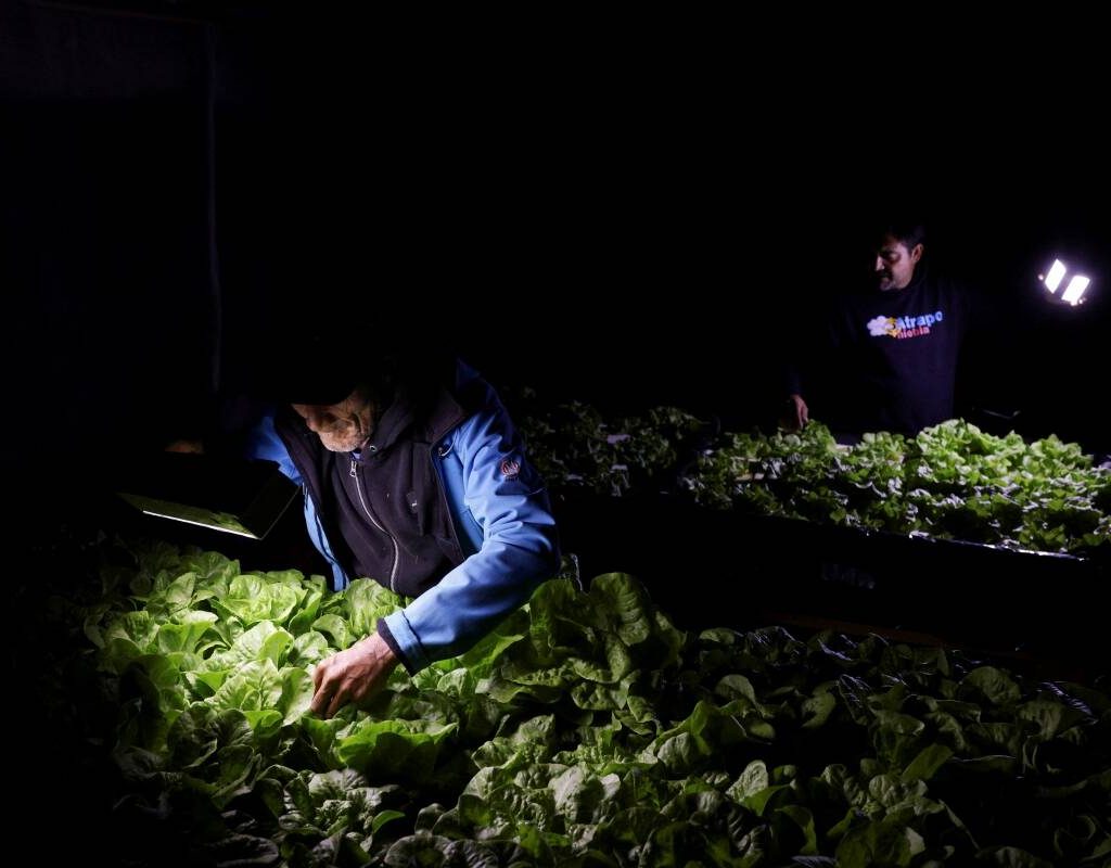 Mario Segovia and Orlando Rojas, members of the Atacama fog catcher group, check a hydroponic lettuce crop produced with water captured by fog catchers, meshes suspended between two poles that intercept small bits of moisture to collect water from the air in the Atacama Desert, in Chanaral, Chile June 10, 2025.