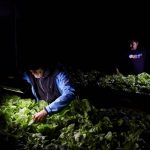 Mario Segovia and Orlando Rojas, members of the Atacama fog catcher group, check a hydroponic lettuce crop produced with water captured by fog catchers, meshes suspended between two poles that intercept small bits of moisture to collect water from the air in the Atacama Desert, in Chanaral, Chile June 10, 2025.