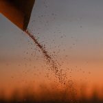 A combine loads wheat into a truck during harvesting in a field of a local agricultural enterprise in the Cherlaksky district of the Omsk region, Russia.