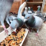 Pigeons eating from a trough on a farm.