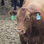Mid-distance shot of a brown steer in an Alberta feedlot.