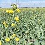canola field in bloom