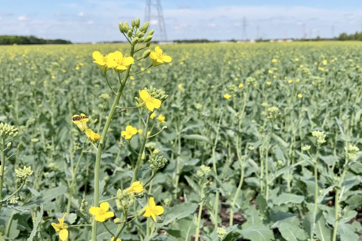 Image for Prairie Crop Update with Bruce Burnett: 2025 edition