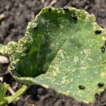 flea beetles on a canola leaf